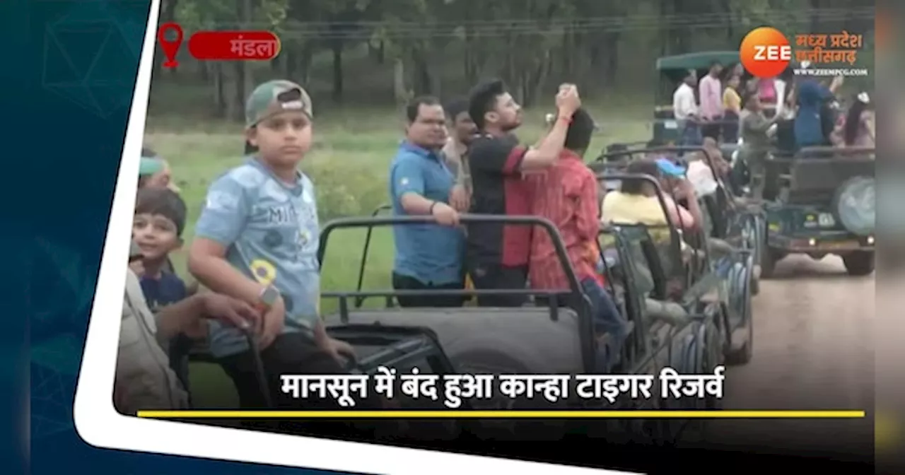 Video: कान्हा टाइगर रिजर्व में एक साथ दिखे तीन बाघ, रोमांचित हो उठे पर्यटक