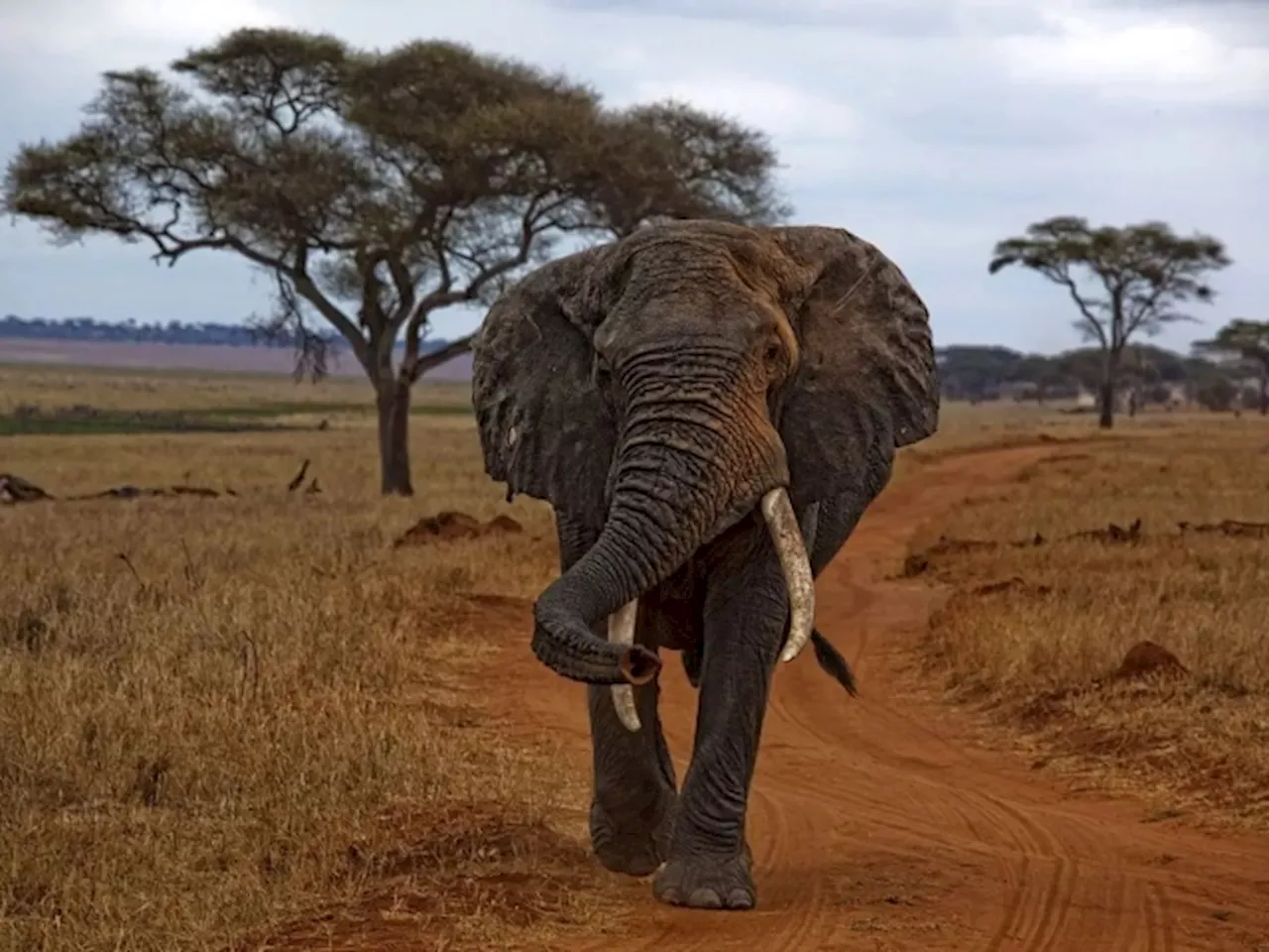 Spanish Tourist Dies After Being Trampled By Elephant In Pilanesberg National Park