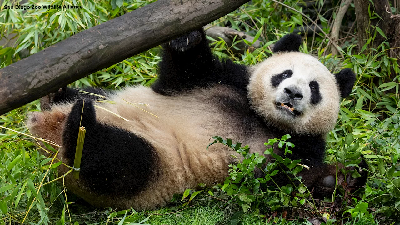 See 1st photos of new pandas at San Diego Zoo