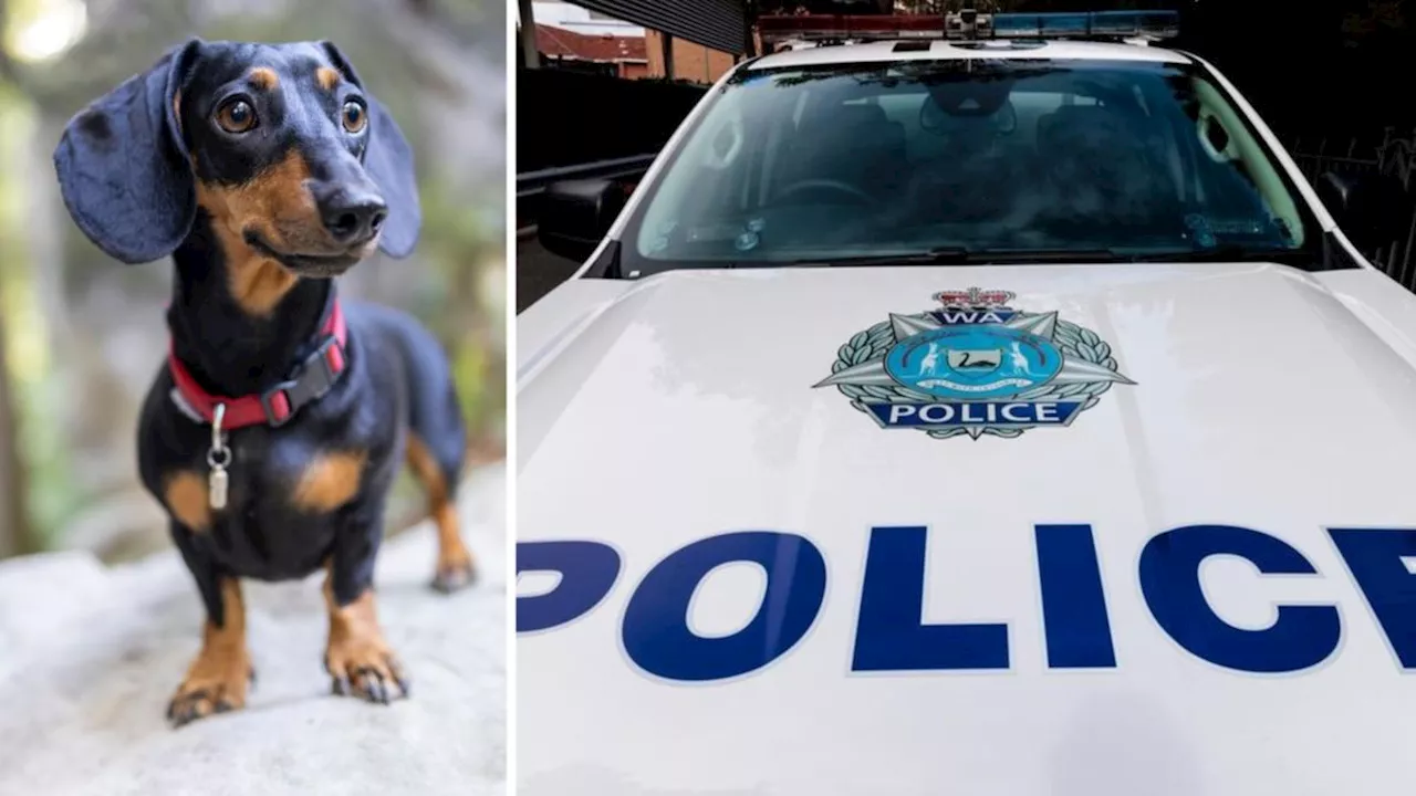 Perth woman accused of attempting to hide drugs in miniature dachshund