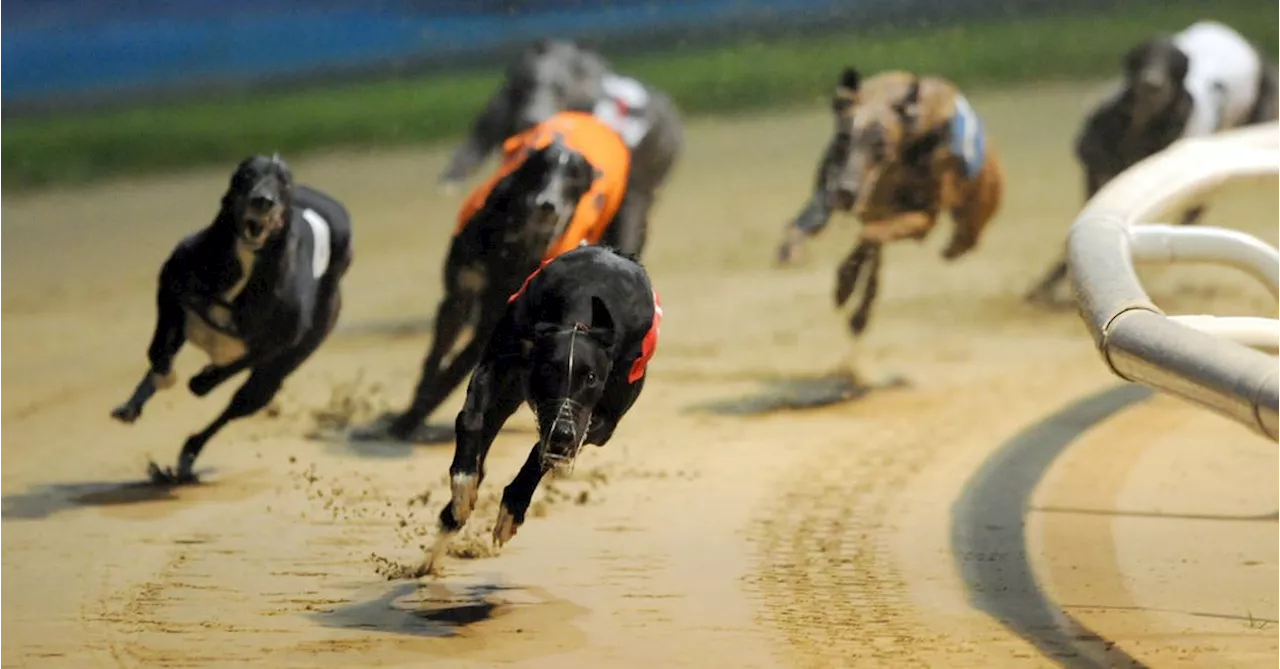 Greyhound Racing NSW CEO steps down after allegations of animal abuse