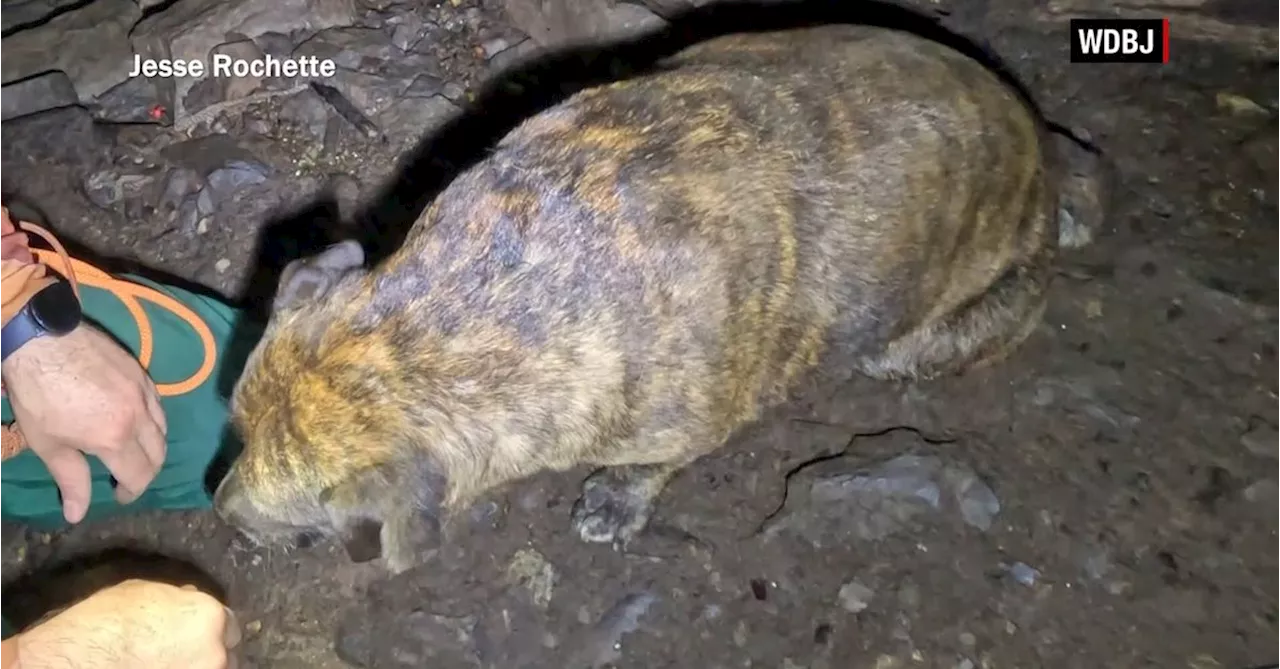 'Miracle' rescue of canine caver metres underground