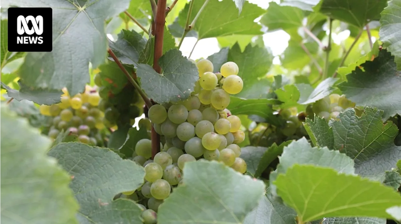 Chardonnay back as top grape as Australian preferences shift to white wine, crush report shows