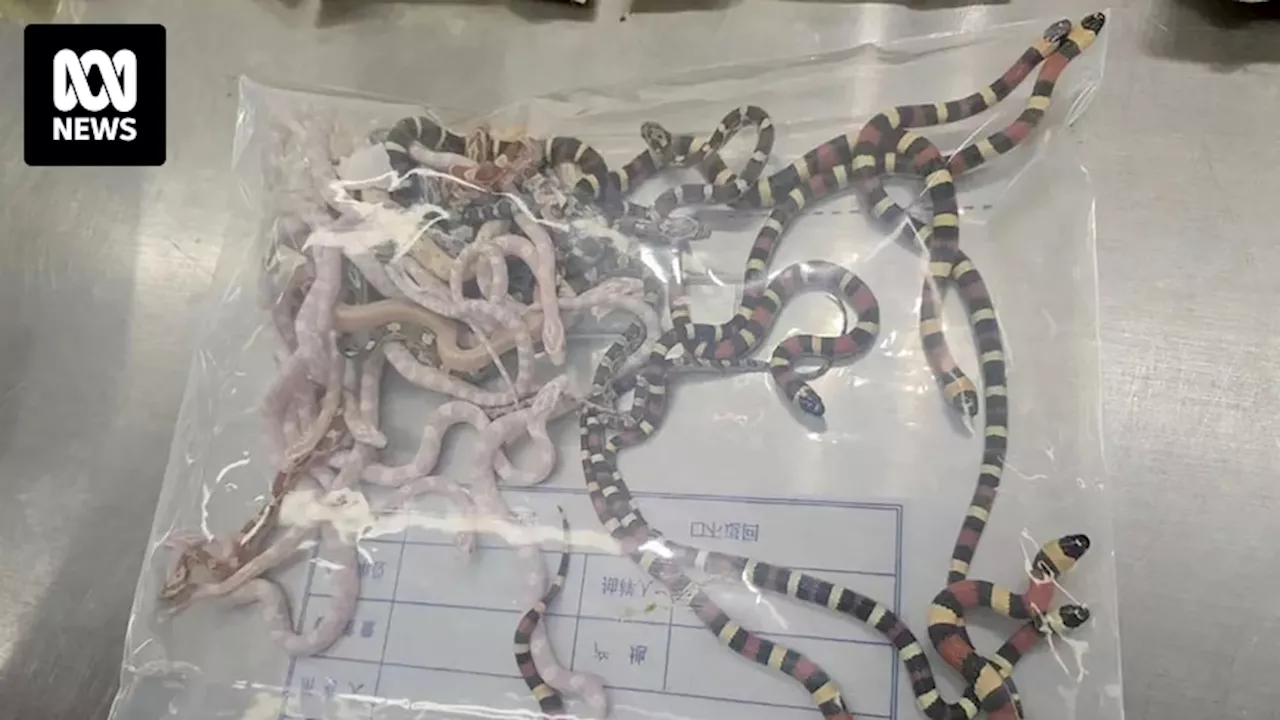 China Customs catch man trying to smuggle more than 100 snakes into China inside his trousers