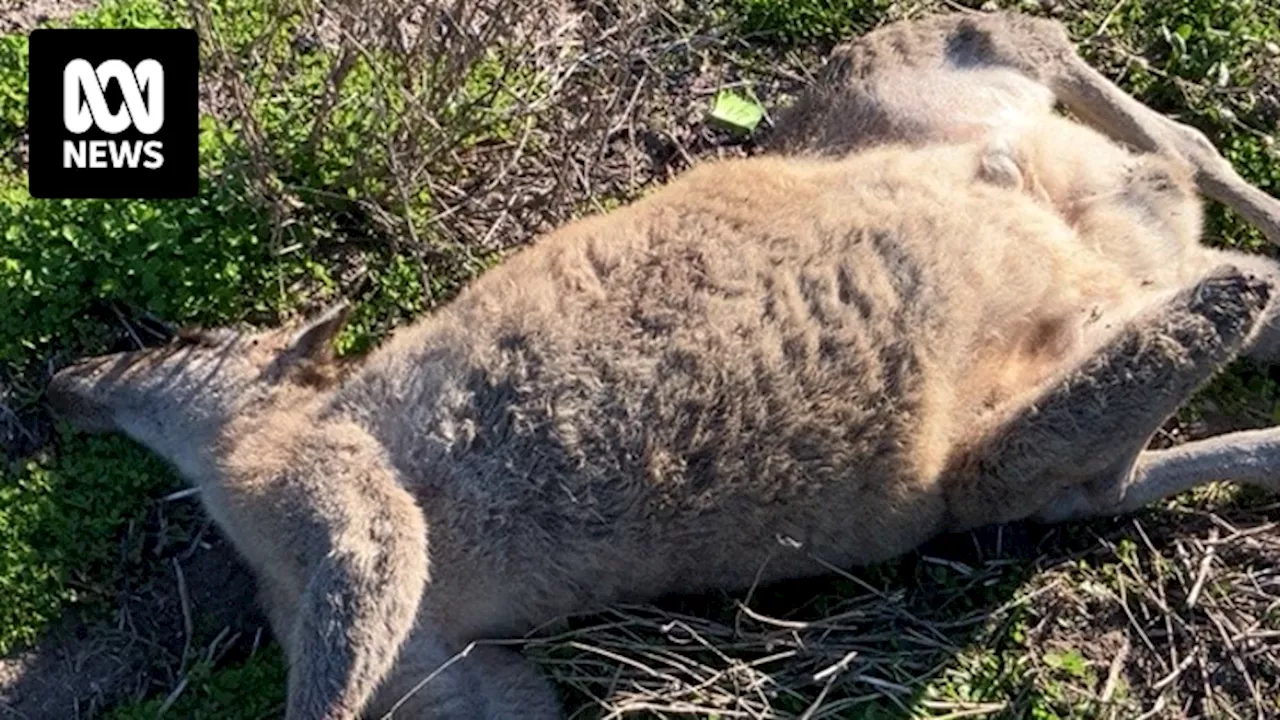 Conservation Regulator investigating after at least 65 kangaroos fatally shot, hit by vehicle near Bendigo