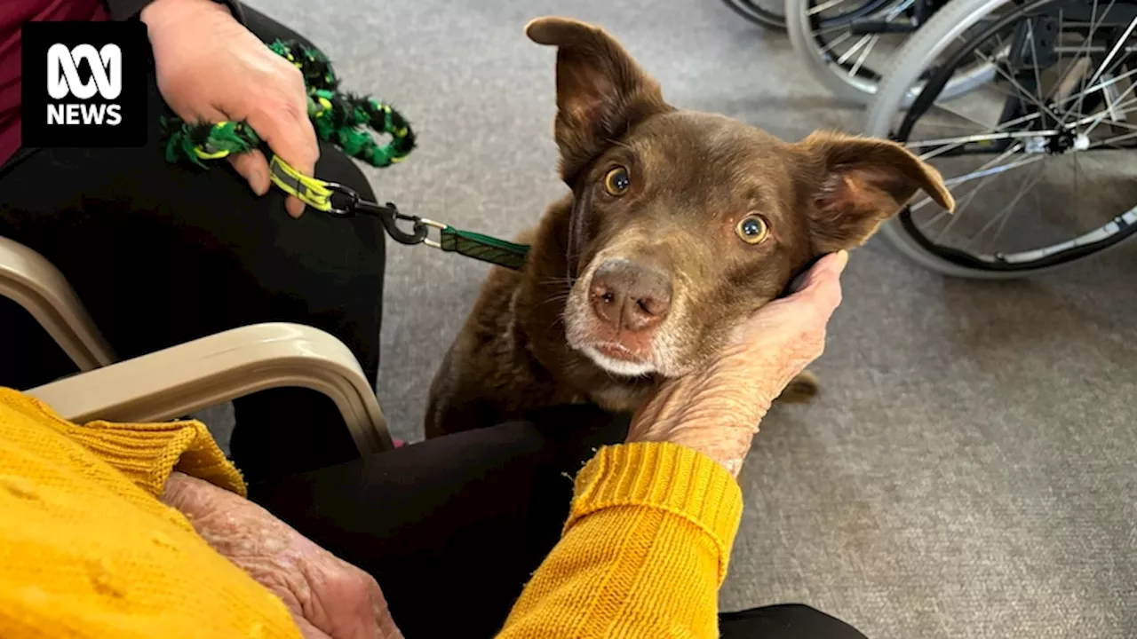 Dogs connect with Riverland nursing home residents through Caring Canine Companions program