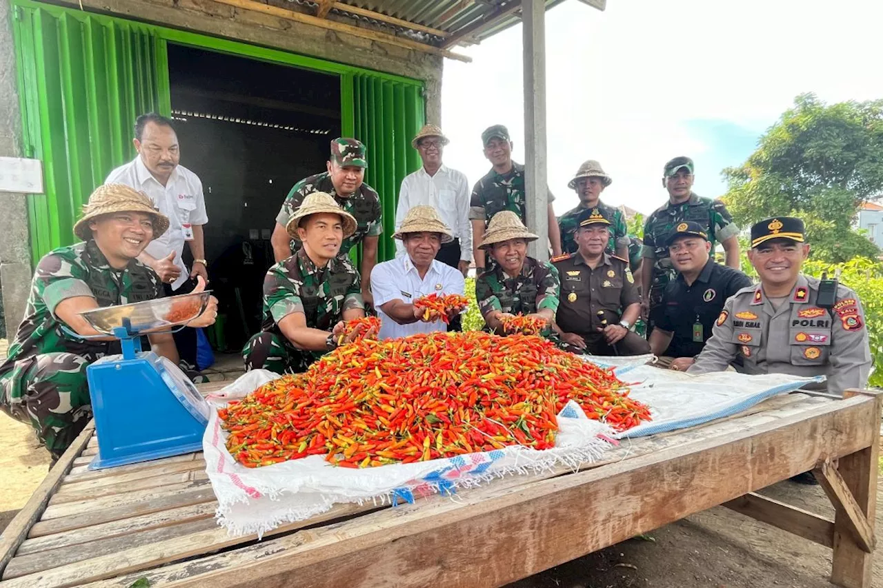 Pangdam Udayana dan Bupati Buleleng panen cabai di Singaraja