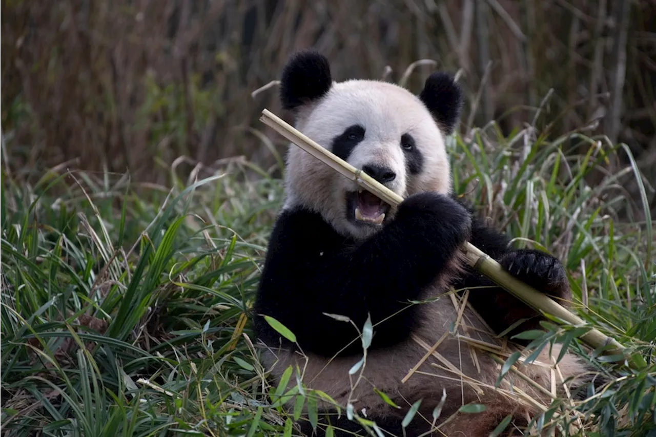 Panda-Nachwuchs im Zoo Berlin? Meng-Meng könnte schwanger sein