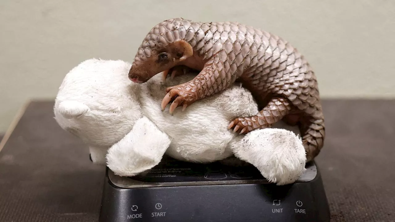 Seltenes Ereignis: Pangolin-Baby im Prager Zoo geboren