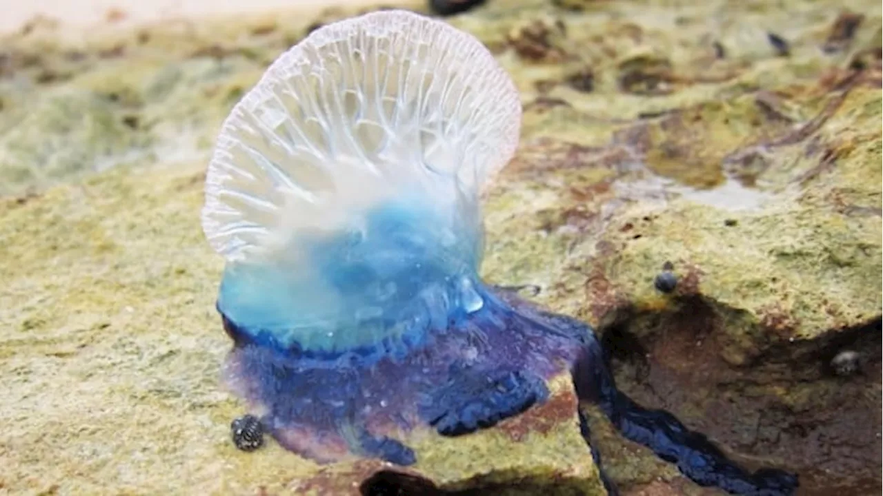 'Otherworldly' Portuguese man-of-war becoming more common on Nova Scotia's inshore