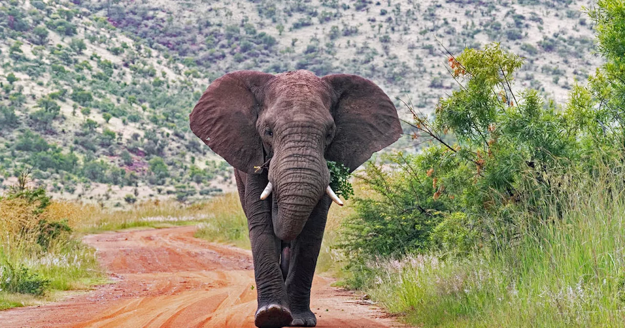 Elephants trample tourist to death in after he left fiancée in car to take photos in South Africa