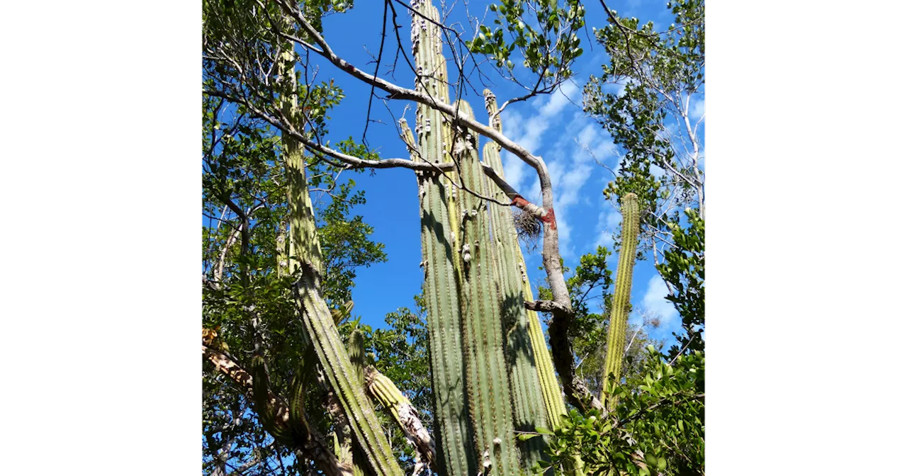 Un cactus de Floride, première plante victime de la montée des eaux aux États-Unis