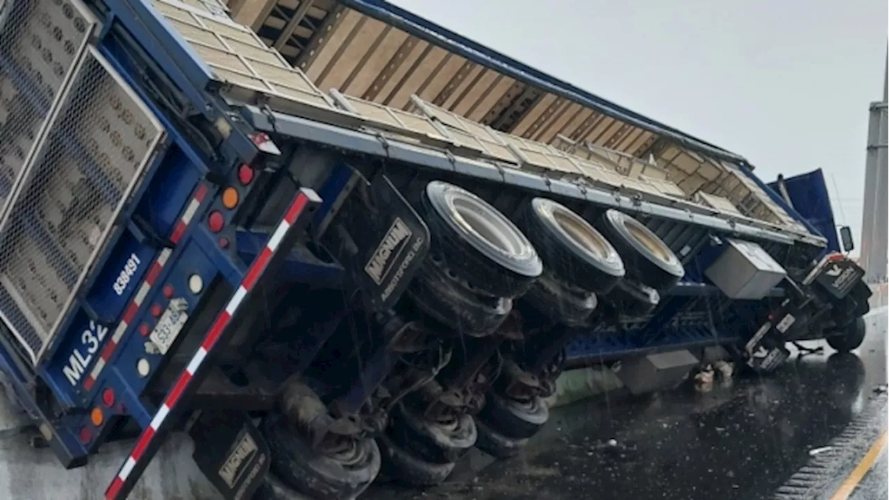 Chickens on Hwy 401 after crash in Milton