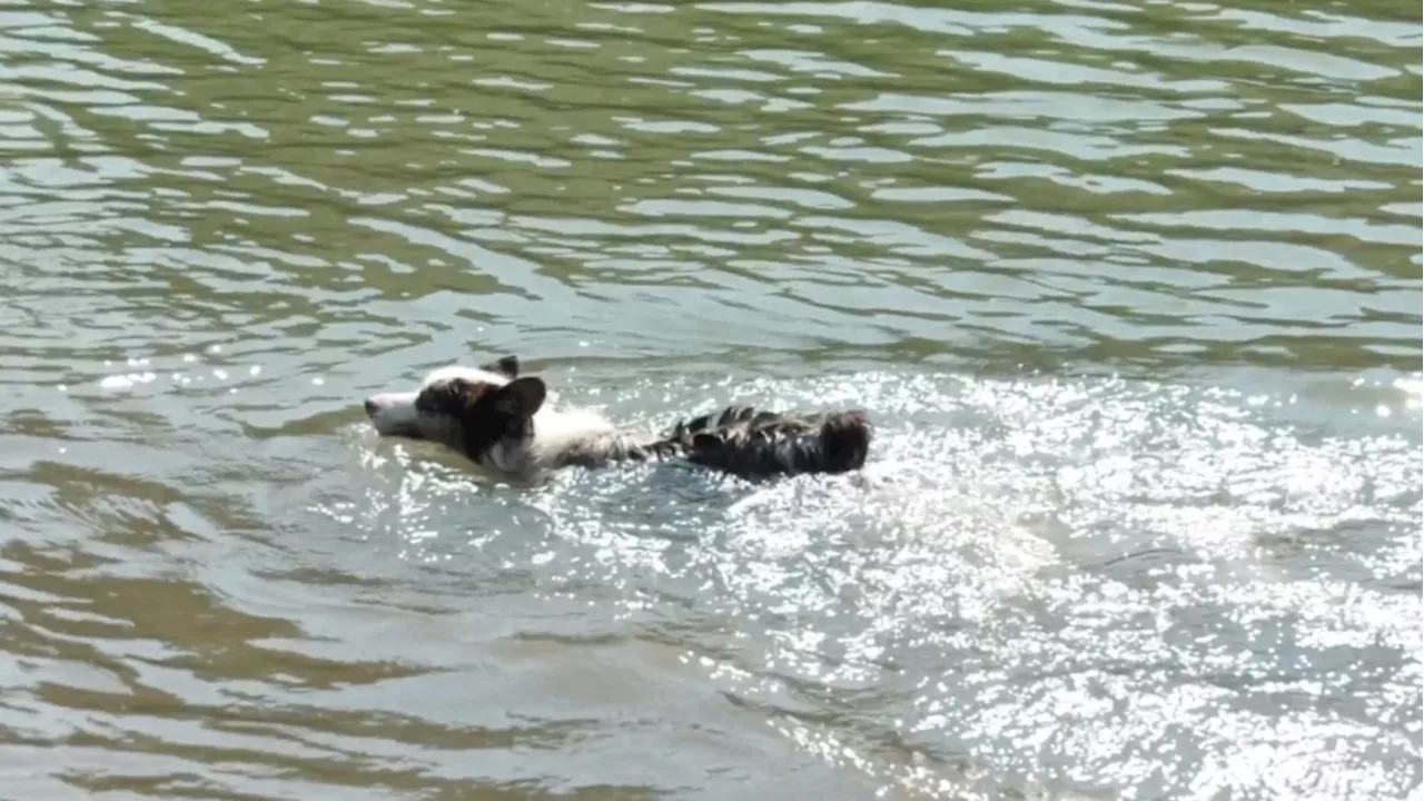 From polar bears to pets, here's how animals are keeping cool during Calgary's heat wave