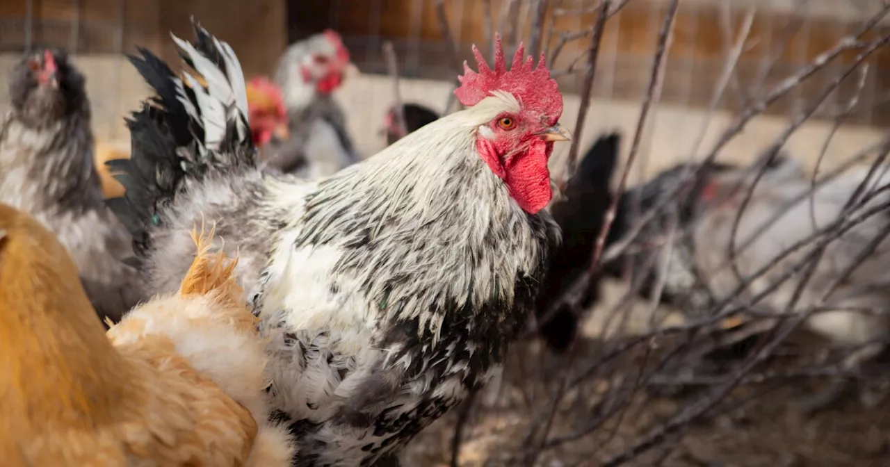 Polis declares disaster emergency after bird flu outbreak at Weld County commercial egg facility