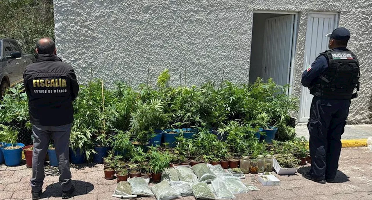 Fiscalía de Edomex encuentran 204 macetas de marihuana y 31 bolsas con hierba verde en operativo