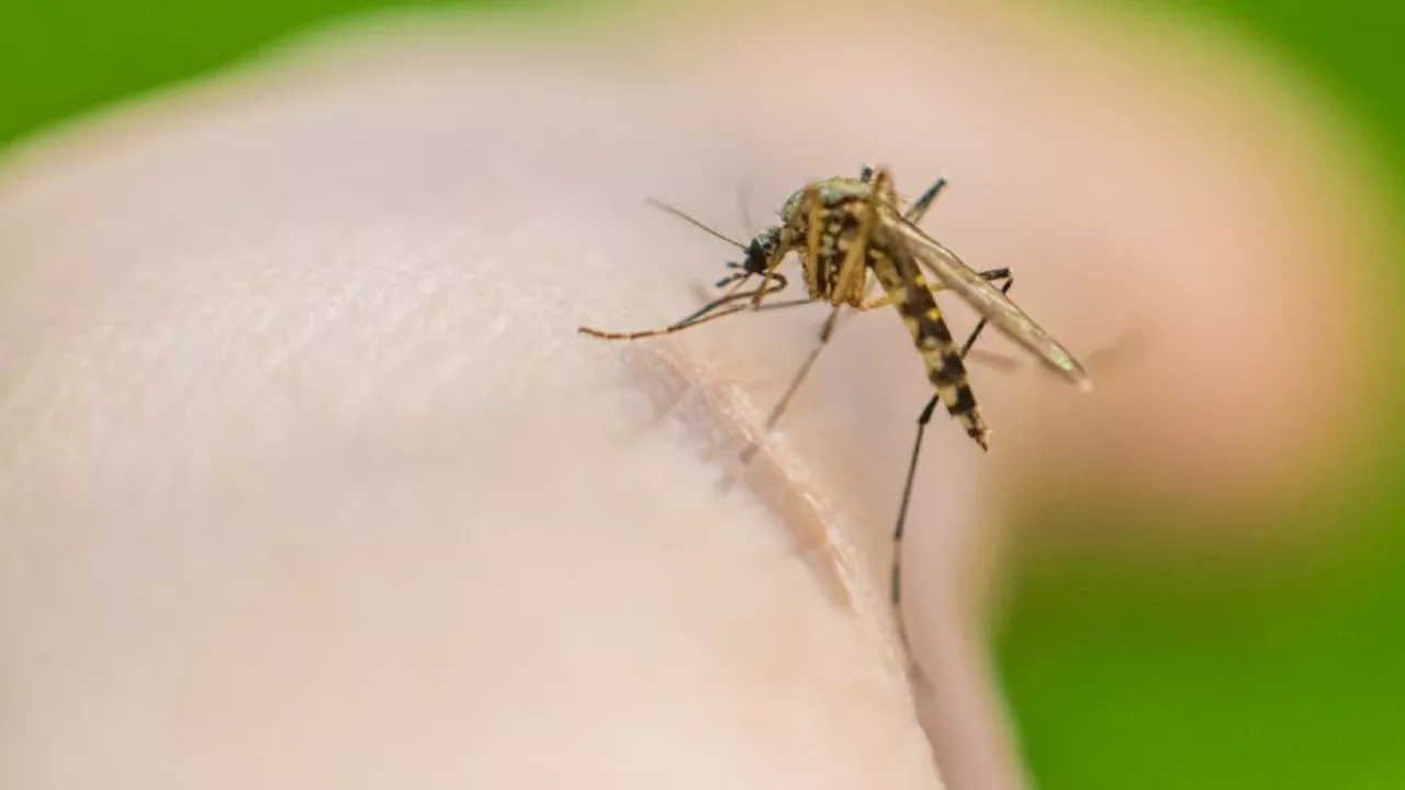 Pintura insecticida: una solución innovadora contra el dengue en el Valle del Cauca