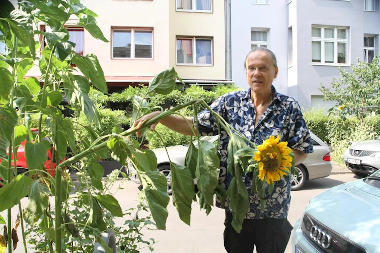 Kölner Sonnenblumen-Pate Walter Hoischen mit 74 Jahren gestorben