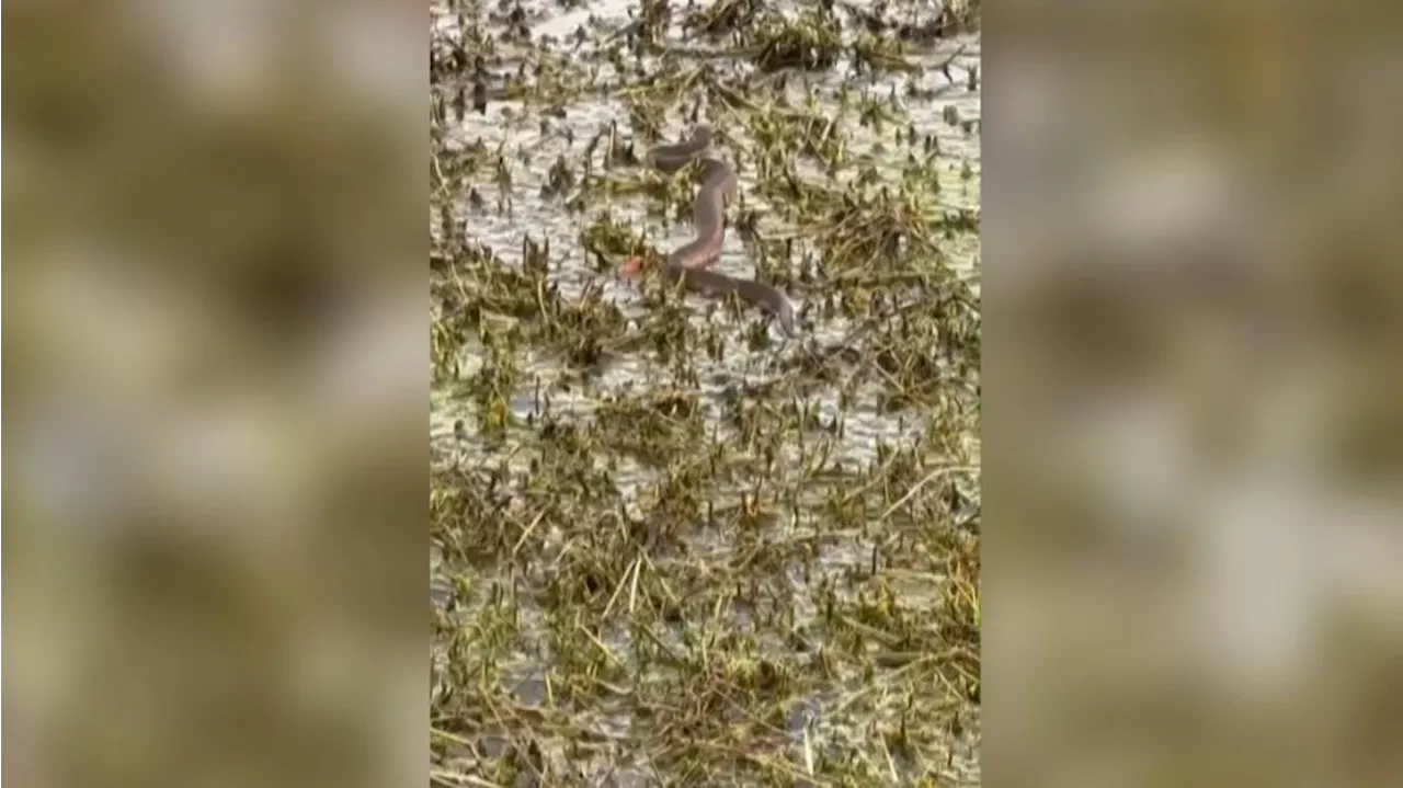 Residents in Orange Park noticing more and more water moccasins out in the summer