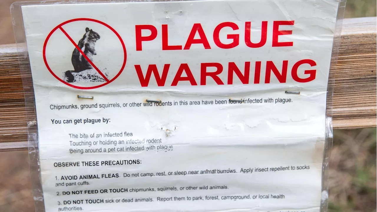 What To Know About Plague After Person Infected In Colorado