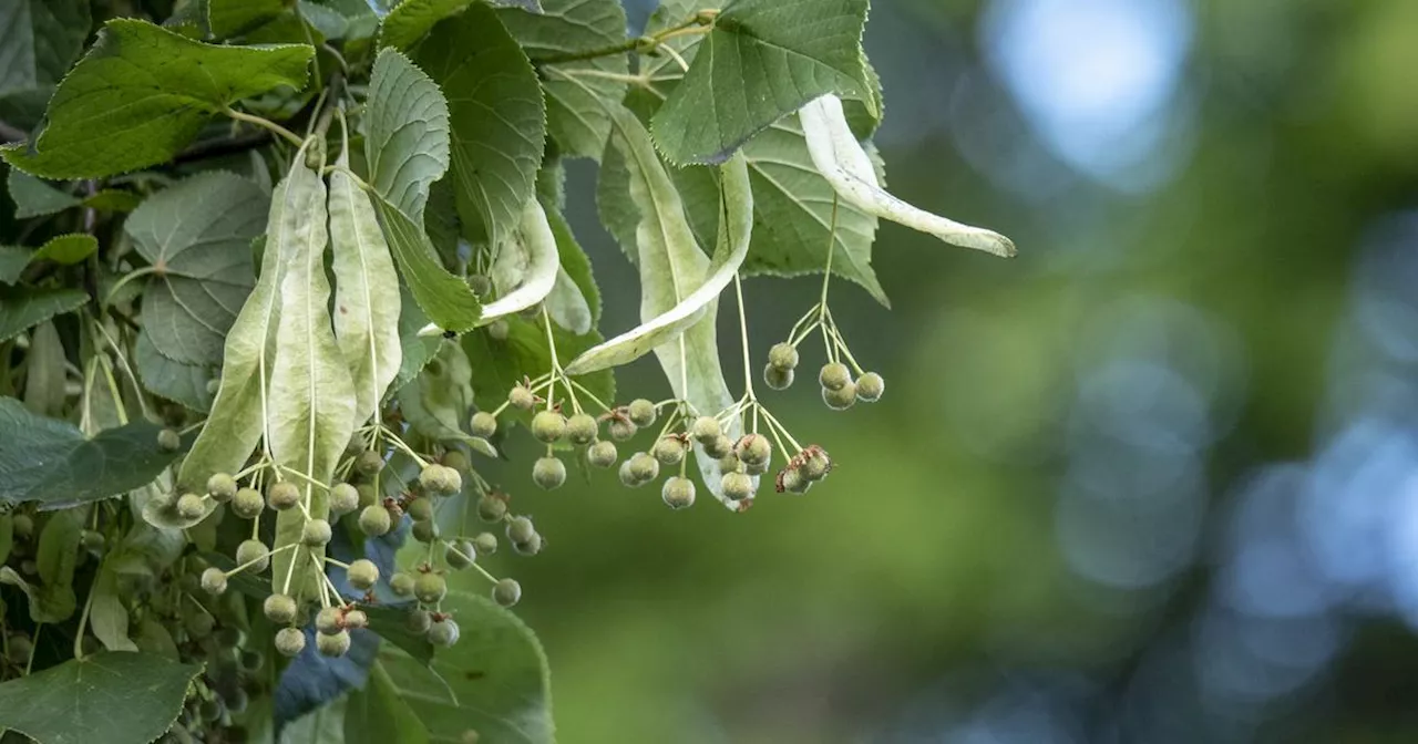 Kort sagt om blommande träd, besparingar och måsar