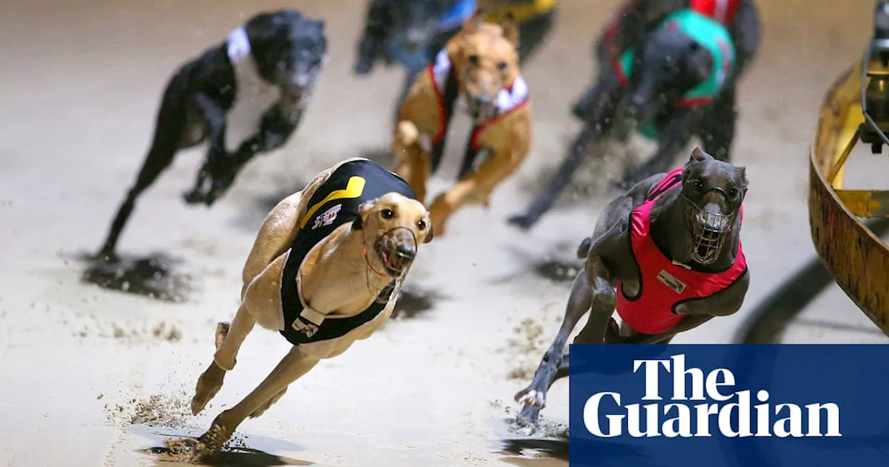 Greyhound Racing NSW CEO resigns after report alleging animal mistreatment released and then removed