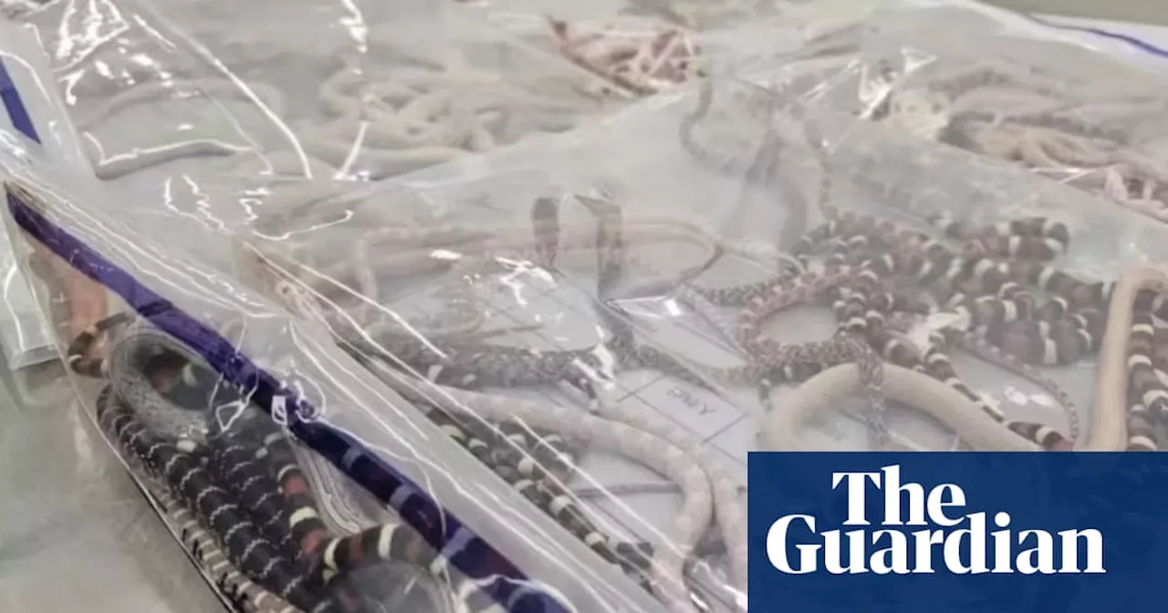 Man in China caught smuggling 100 live snakes in his trousers