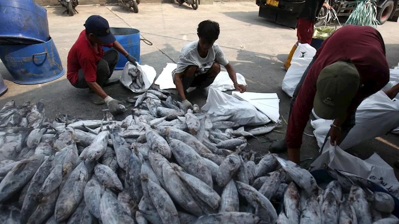 Serapan Rendah, Stok Ikan Menumpuk di Gudang-gudang