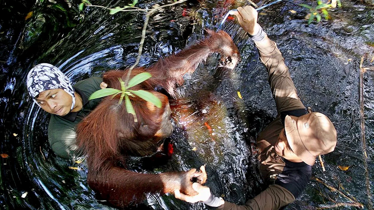 Viral Orangutan ”Setinggi Rumah”, Kenapa Konflik dengan Manusia Masih Sering Terjadi?