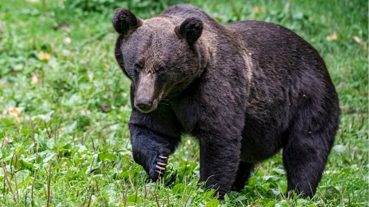 Bär schleift 19-Jährige in den Wald und tötet sie