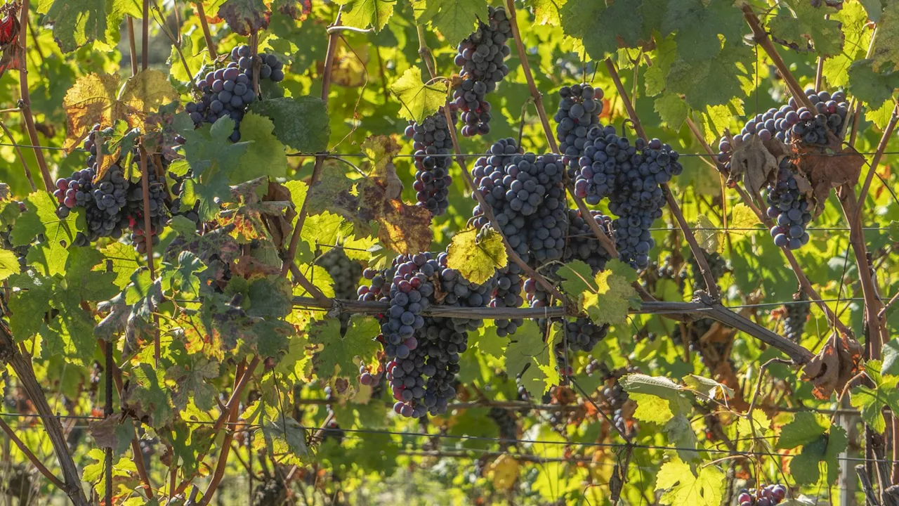 Sfruttavano braccianti stranieri nei vigneti delle Langhe, violenze a chi si ribellava