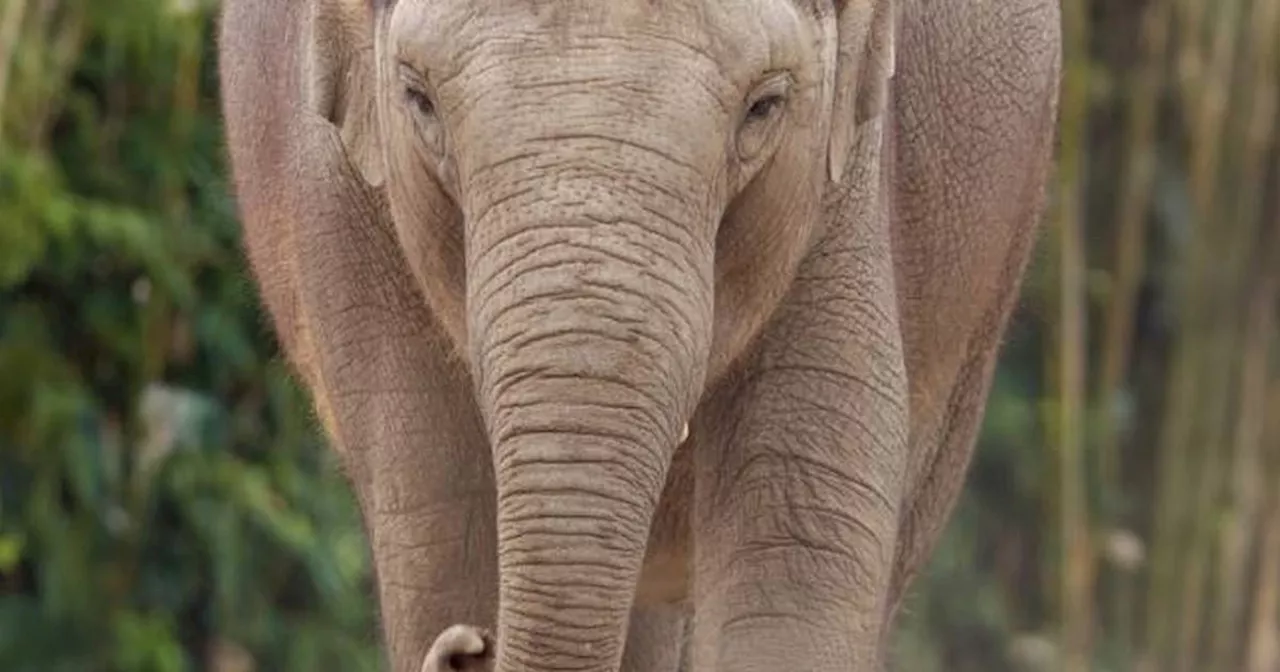 Third elephant at Dublin Zoo tests positive for deadly virus