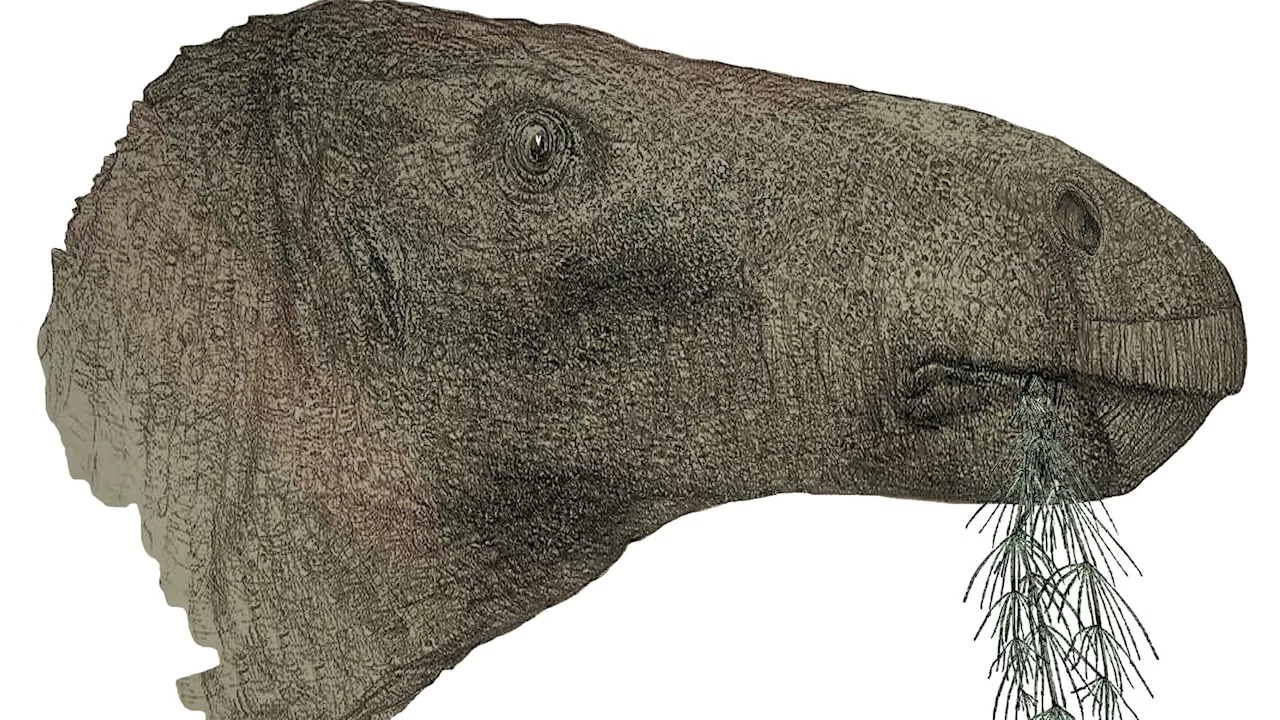 ‘Most complete dinosaur’ in a century unearthed in the Isle of Wight