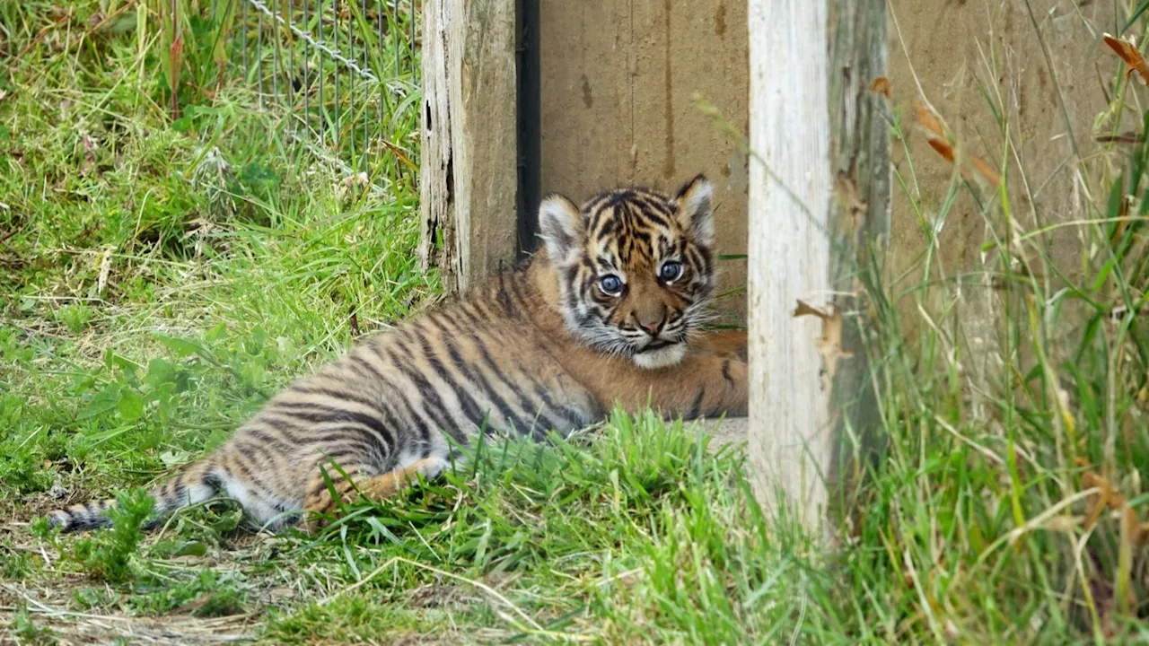 Pembrokeshire zoo makes history with birth of first tiger cub in Wales