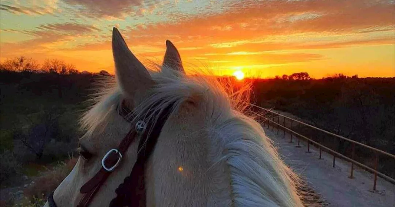 Horse dies of high stress levels from fireworks