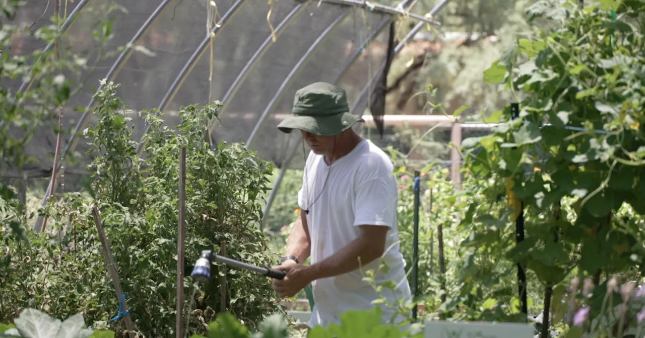 The sweltering summer heat can threaten crops, livestock for farmers in Arizona