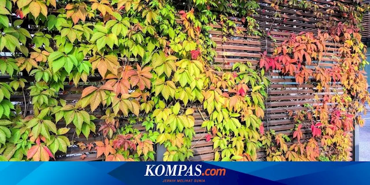 5 Tanaman Merambat yang Dapat Mempercantik Halaman Rumah