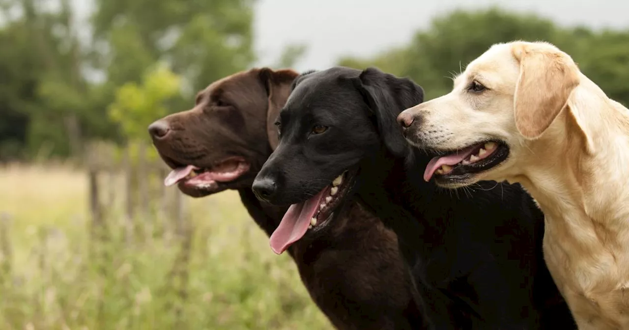 'Animal-Hoarderin' ist mit ihren 42 Hunden spurlos verschwunden