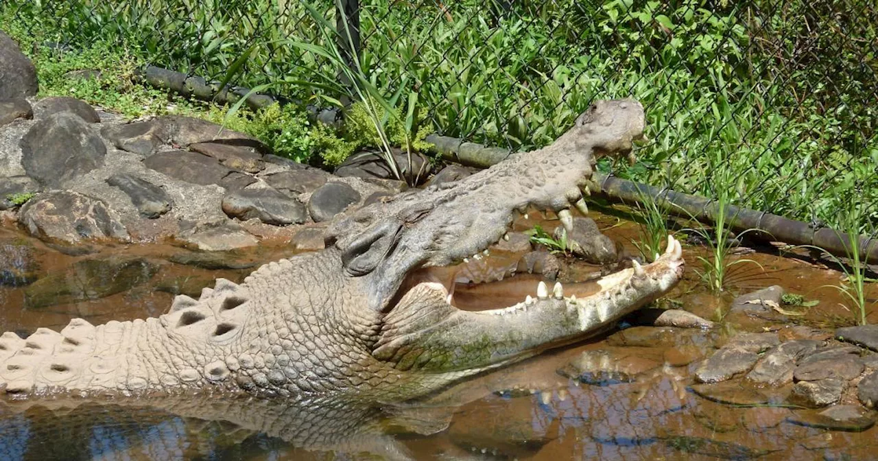 Krokodil nach tödlichem Angriff auf Kind erschossen