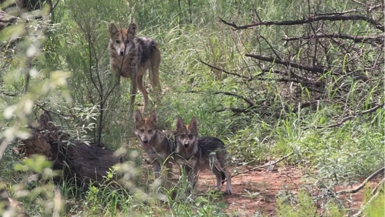 ¿Por qué desapareció el lobo mexicano de Sierra de lobos?