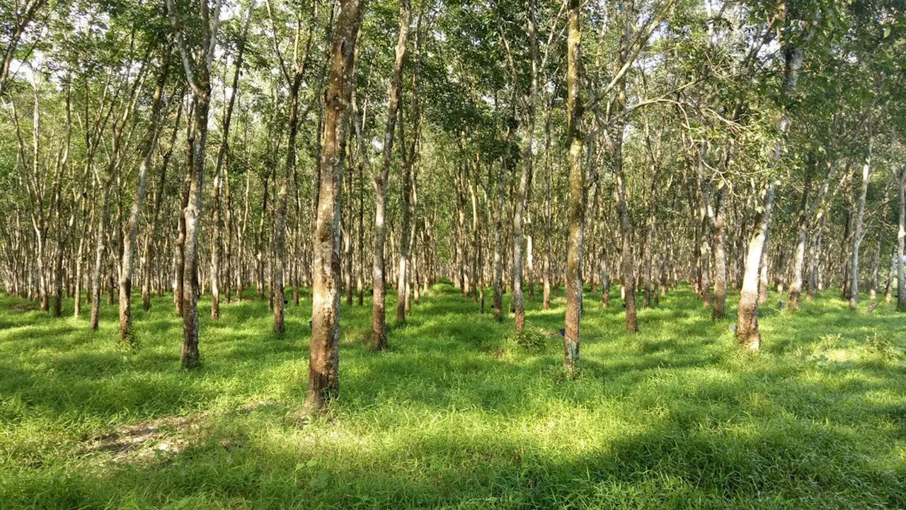 Dijamin Bebas Deforestasi, Karet Alam Indonesia Tembus Uni Eropa