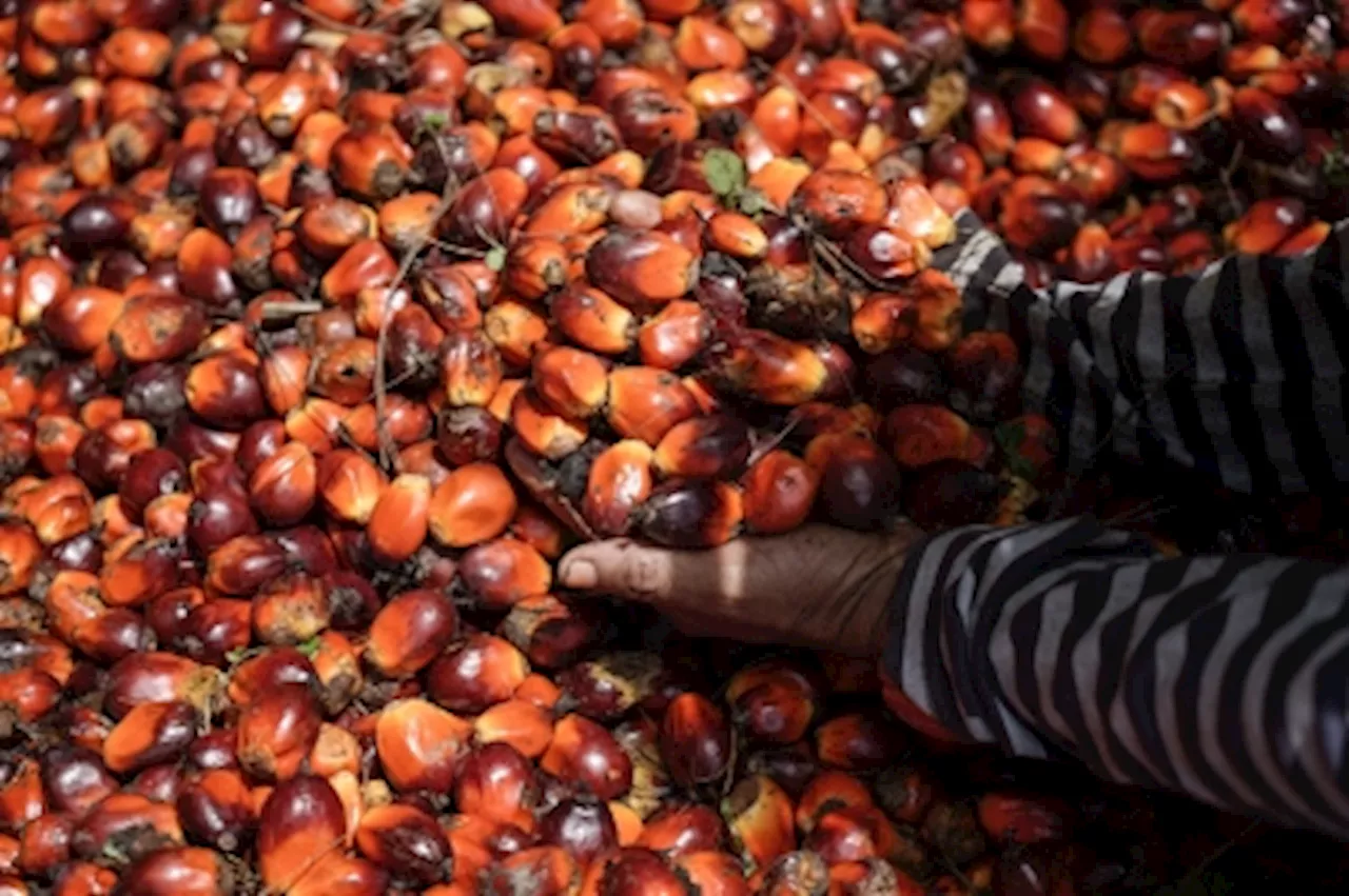 MPOB: Malaysia’s palm oil stocks hit four-month high in June on weak exports