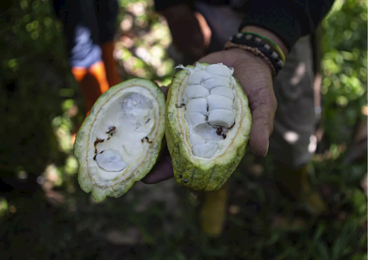 Pemerintah Ingin Tingkatkan Industri Buah Kakao dan Kelapa