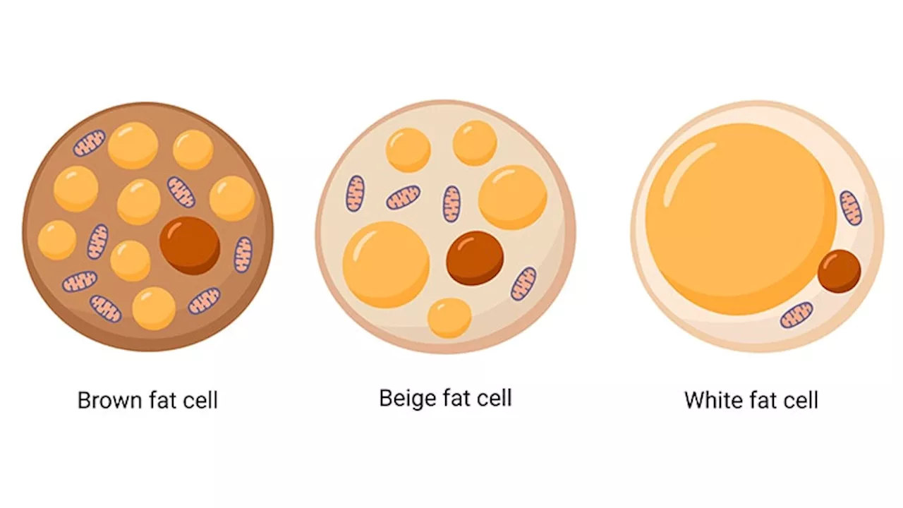 Scientists May Finally Know How to Turn White Fat Into Brown