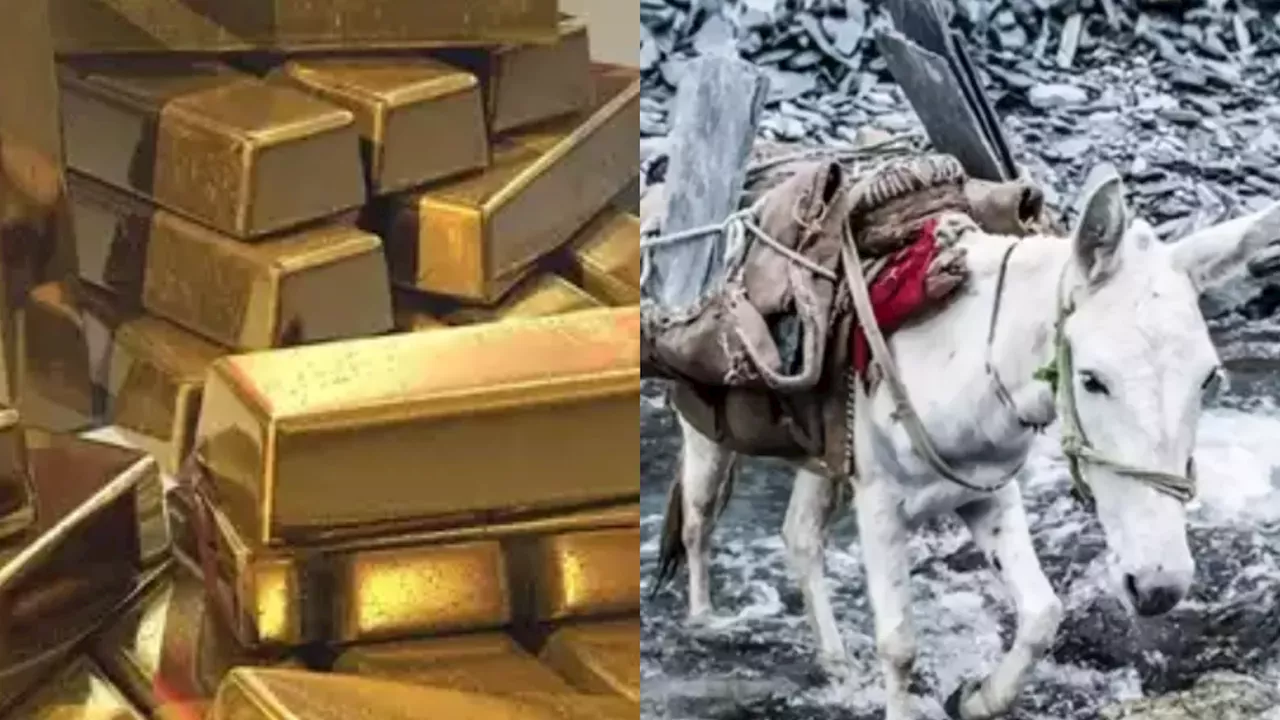 खच्चर पर लादकर चीन से ला रहे थे सोना, ITBP के जवानों ने 108 Kg गोल्ड ऐसे किया जब्त