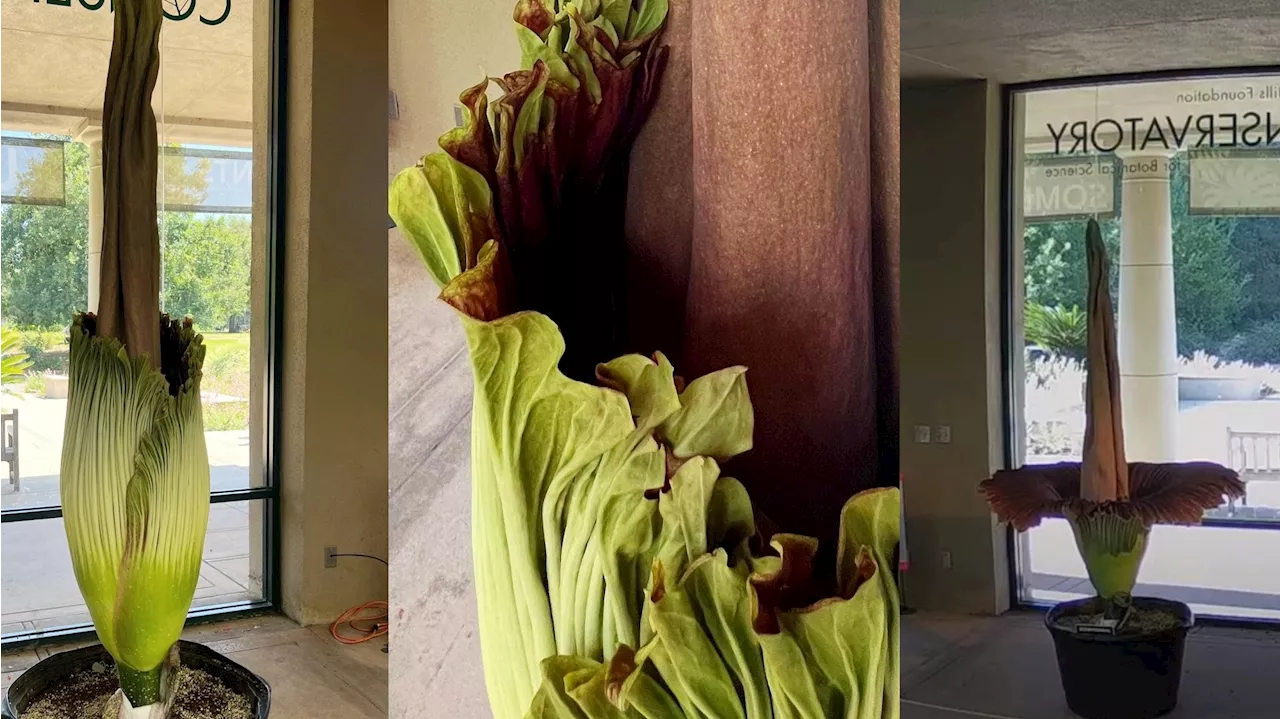 A stinky corpse flower will bloom in the next reek or two