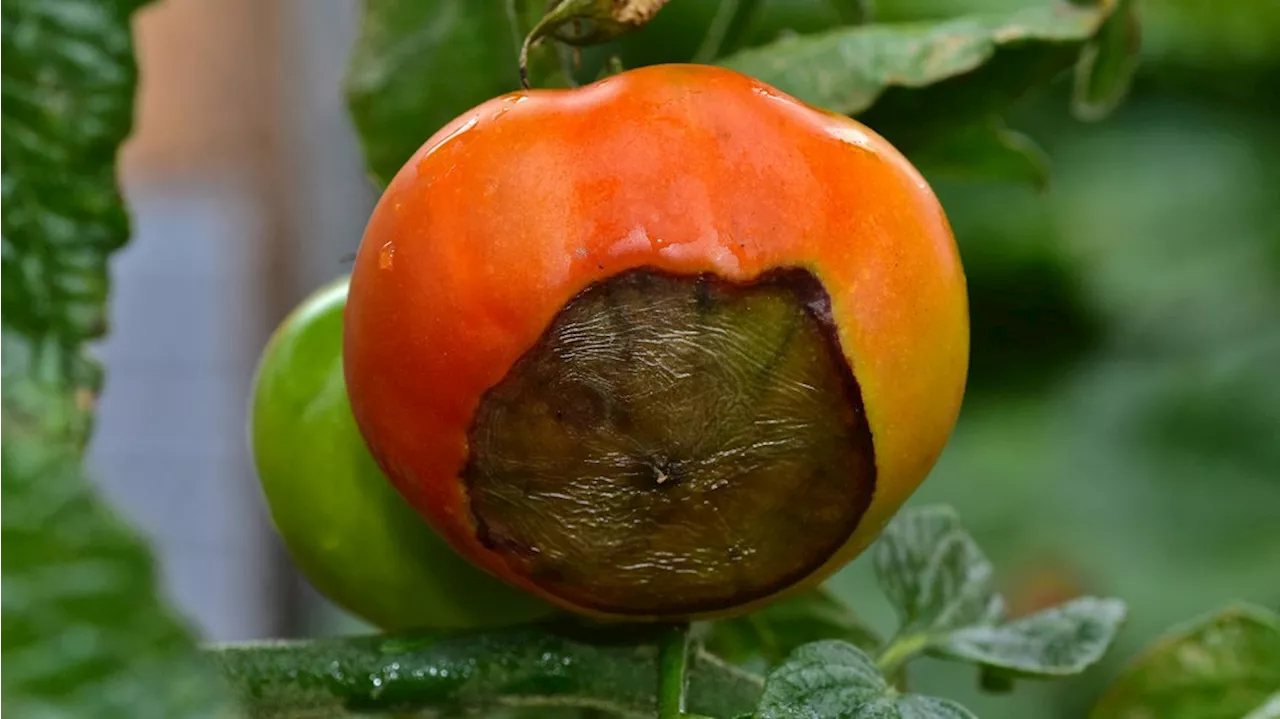 Blütenendfäule bei Tomaten: Was hilft dagegen?