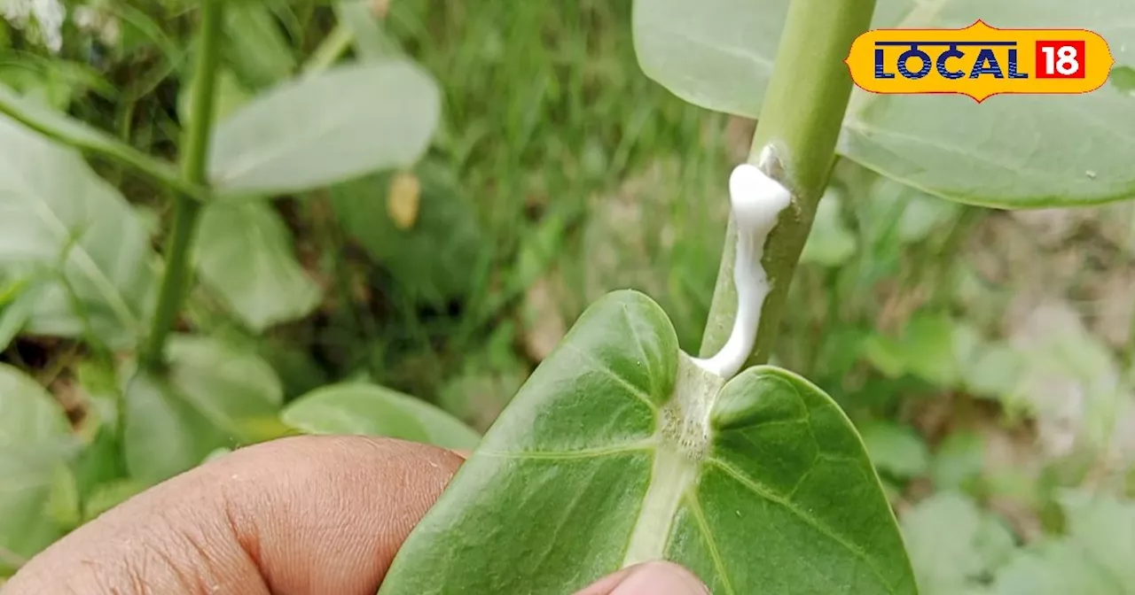 बड़ा ही करामाती है यह साधारण सा पौधा, दर्द-सूजन में तुरंत देता है राहत, अस्थमा समेत कई रोगों में भी उपयोगी