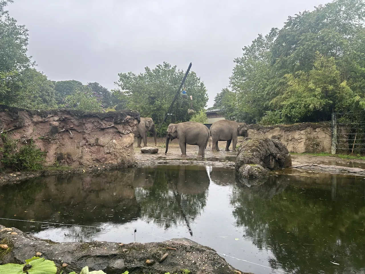 Dublin Zoo: Third elephant contracts virus that killed two others this month