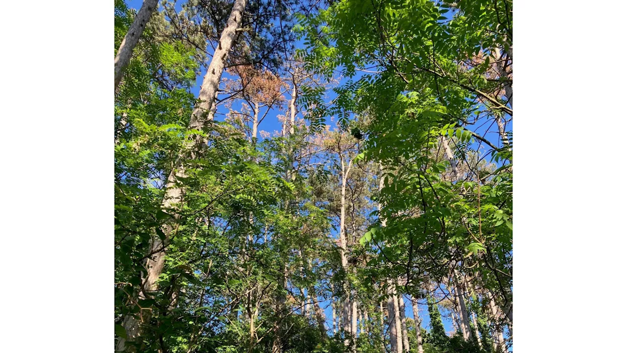 Am Sieghartskirchner Kuhberg wird der Wald gepflegt